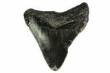Juvenile Megalodon Tooth - North Carolina #147338-1
